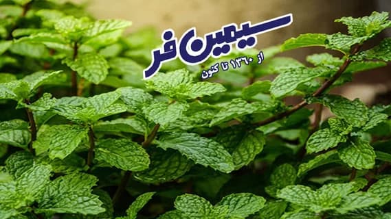 تصویر کاور شرکت سیمین فر