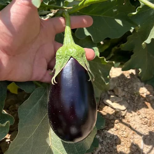 بذر بادمجان لوکس