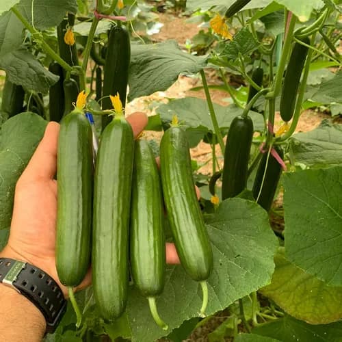 بذر خیار سِوین