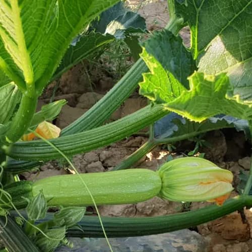 بذر کدوی رقم هامون