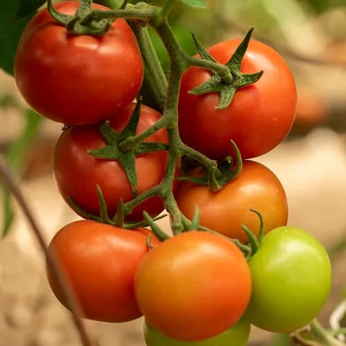 بذر گوجه فرنگی رادین