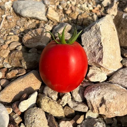 بذر گوجه منتور