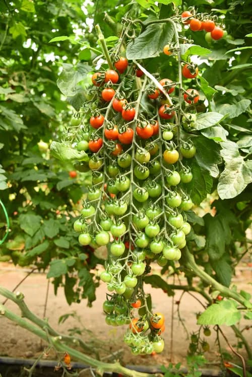 بذر گوجه گیلاسی