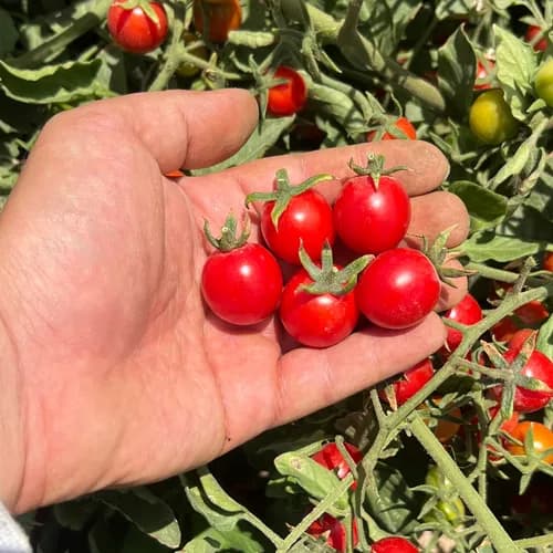بذر گوجه گیلاسی
